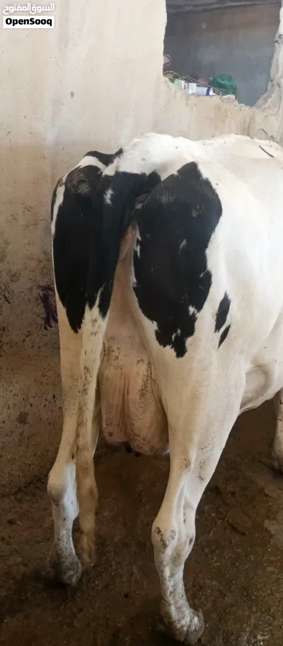 بقره بطن ثاني لحم 3