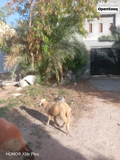 خروف مشاء الله عيب لا 3