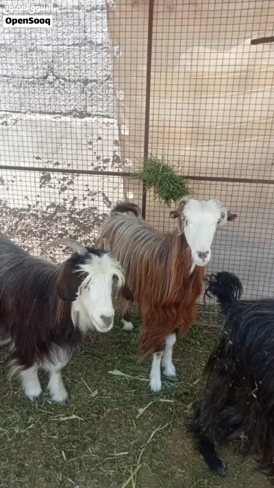 اغنام للبيع بسعر مناسب 4