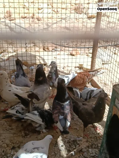 حمام للبيع 3