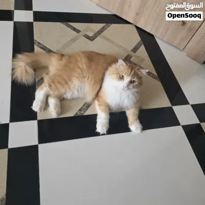 قط شيرازي نظيف ومؤدب 4