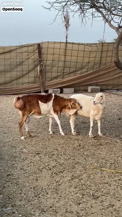 كبش بيرشن فحل 3