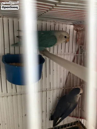 كوبيا بركديلو بسم الله ماشاء الله ايام قليلة ويفقص الدحي بعون الله 2