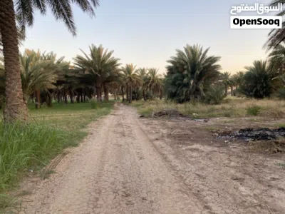 نص دونم ( 1،250 ) للبيع 2