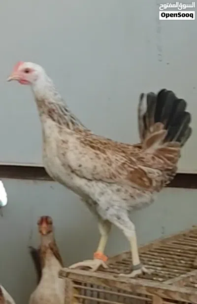 دجاج وديوجه كويتي خير من الله وبسعر مناسب 3