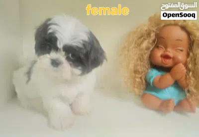 shihtzu peur شيتزو بيور 4