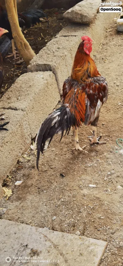 دیك پاکستانی 2