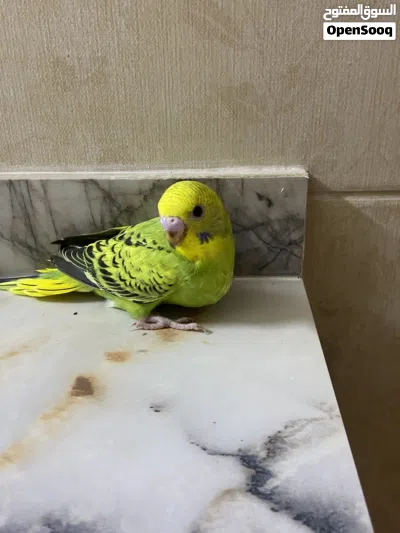فرخ بادجي العمر شهر 2