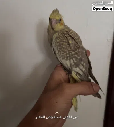 لوف بيردز / كوكتيل البينو وعادي 3