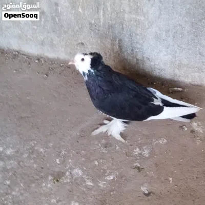 ذكر هنقاري سخون يقر و يفرش ربي يبارك 2