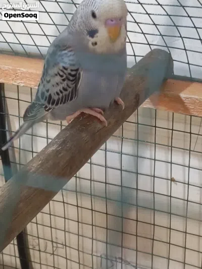 كوكتيل نثيه وطيور حب 4