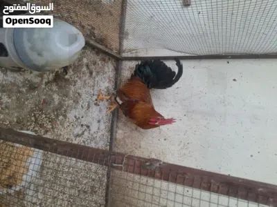 دجاج للبيع 2