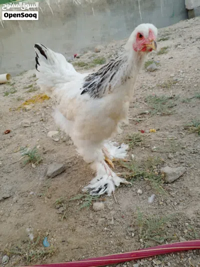 دجاج برهما 2