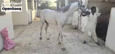 حصان سباق عربي أصيل بعمر 3 سنوات (شوف الشرح) 4