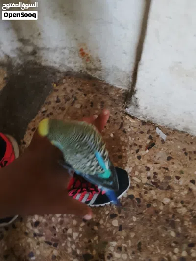 جوز عصافير حب للبيع 4