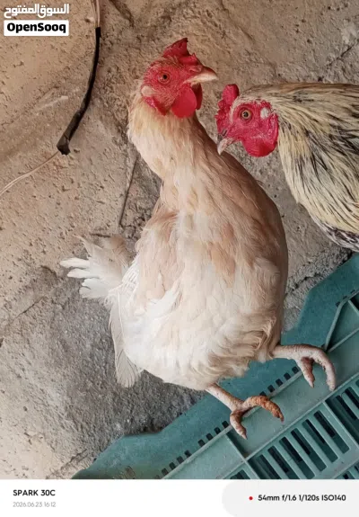 دجاجتين وديك للبيع 2