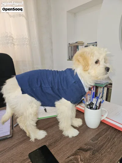 كلب فرنسي للبيع بسعر مميز 3