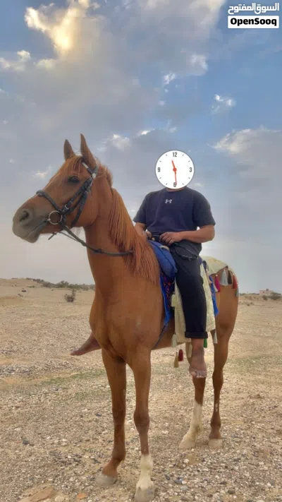 للبيع فرس وبنتها عربي اصيل سلاله قويه 2