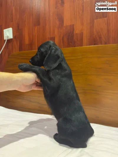 Australian Terrier puppy 2