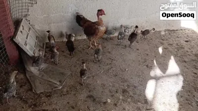 دجاجه مع 14 فرخ فيومي 2