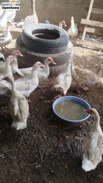 بط مصري منتج للبيع ...اقرا التفاصيل.. 3