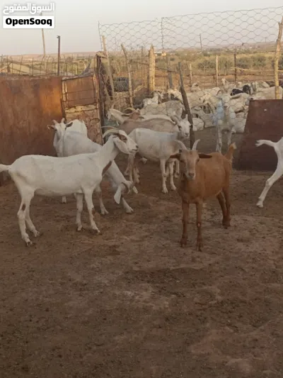 ماعز للبيع العدد 9 هجين على الفرنساوي 2