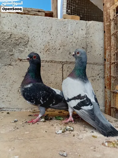 متاح اربع جوز وطيرة شغلات ومكفولات 2