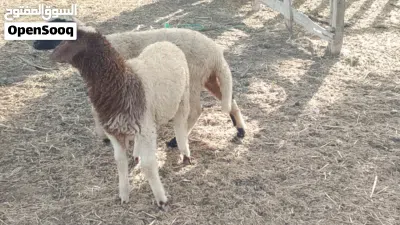 خروف وفطيمه وطنيات تبارك الله العمر شهرين ونص 3