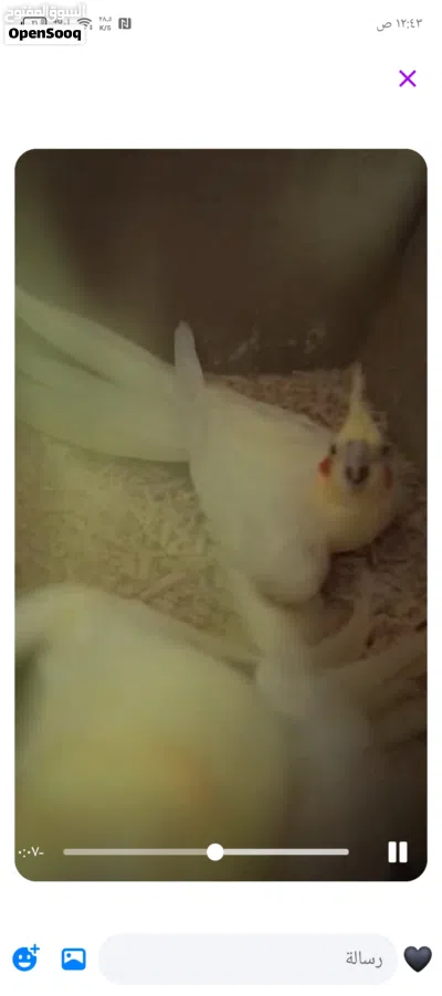 عصافير كوكتيل للبيع اقرأ الوصف 3