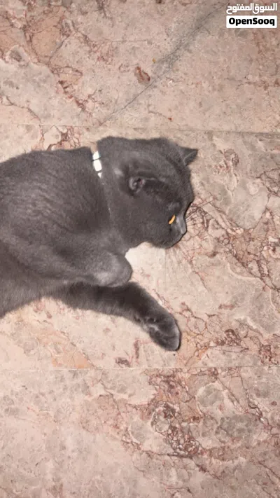 سكوتش فولد أليف 4