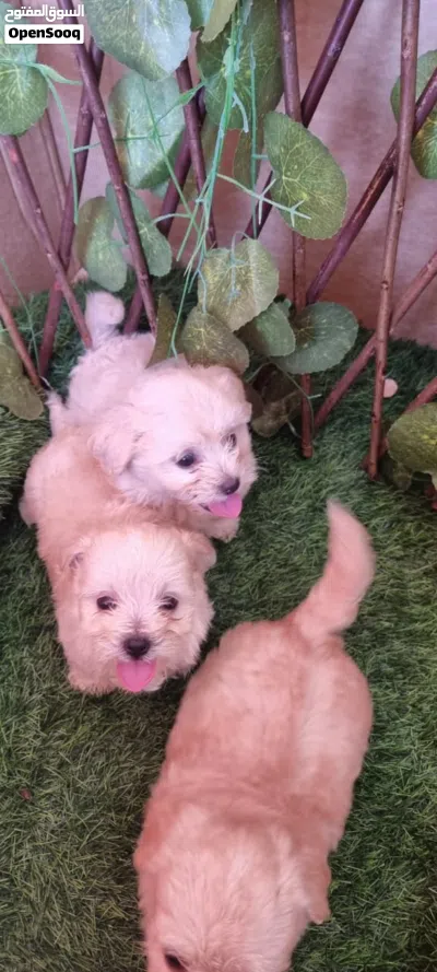 يوجد جراوي مالتيبو العمر 50 يوم Purebred Maltibo puppy, 50 days old 4