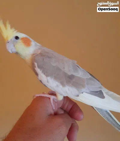 أنثى كوكتيل مروضه وبصحه جيده أنثى واتيه للتزاوج 3