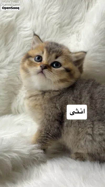 سكوتش استريت 4