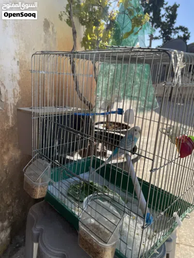 عصفورة حب للبيع 3