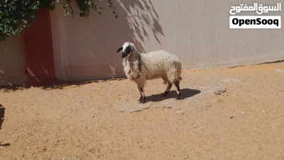 فطيمه وطنيه ربي يبارك سلاله توميه مشالله عمرها ف7شهور سليمه من الامراض.. 2