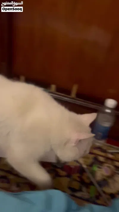 قطط للتبني مال بيت كلش حلوات 3