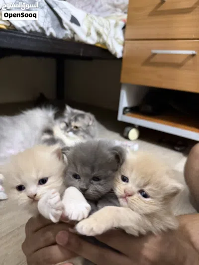 Persian Kittens 4