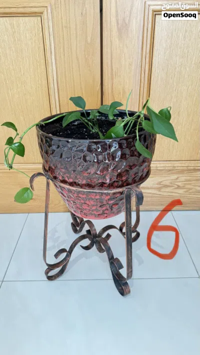 Indoor and Outdoor Plants and Pots 2