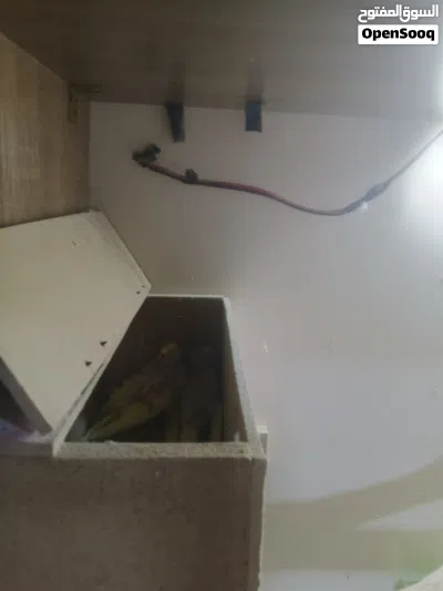 كوكتيل شكري زوج نثيه عيون حمر وياهن افراخ ثنين 4