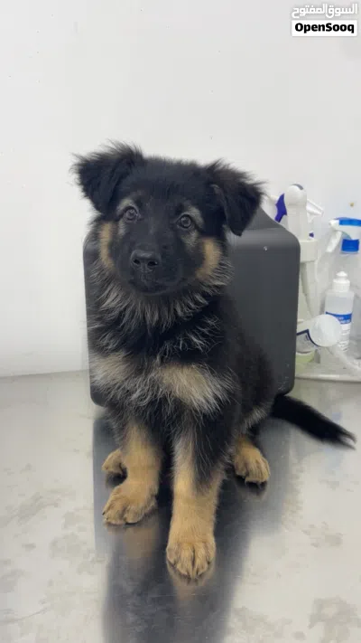Purebred German Shepherd (Black and Tan), Working Line 3
