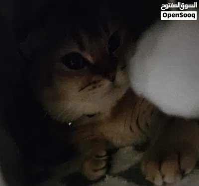 Scottish fold fold for adoption (brown) 2