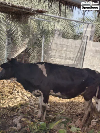 بقره ضفاريه 3