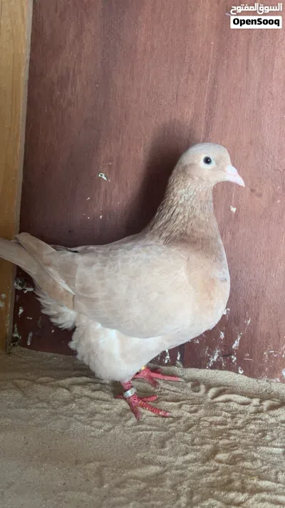 حمام زينه تاكسون من نوادر 4