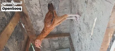 دجاج باكستاني للبيع 4