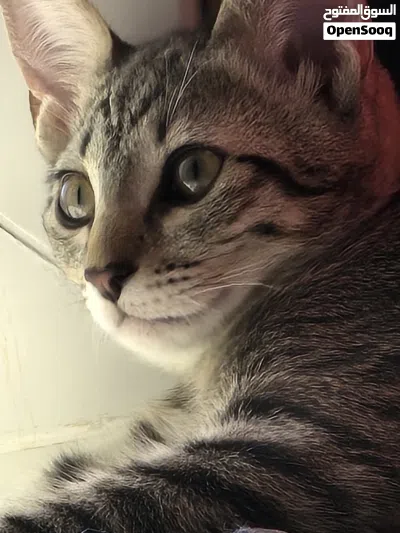 2~3 months old kitten 4