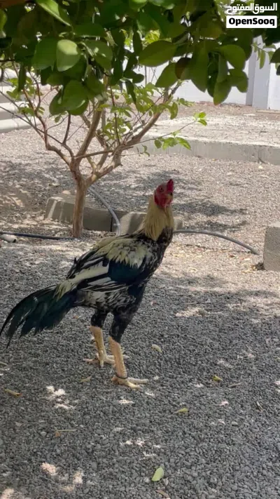 ديك للبيع فقط 4