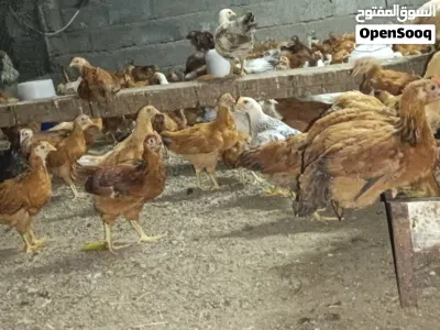 دجاج عماني وفرنسي مهجن 2