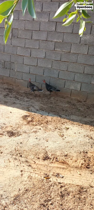 ديكرومي للبيع 3