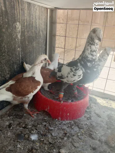 سبع جواز حمام و18 فرخ بواقي 2