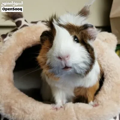 عدد 2 غيني بق مع قفصهم ، اكلهم و كامل اغراضهم Guinea Pig 2